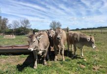 Nutrición Animal de precisión en Chile: Conoce las soluciones de Empresas Centro Sur, eficiencia y rentabilidad en ganadería
