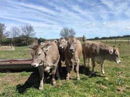 Nutrición Animal de precisión en Chile: Conoce las soluciones de Empresas Centro Sur, eficiencia y rentabilidad en ganadería