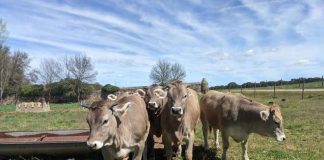 Nutrición Animal de precisión en Chile: Conoce las soluciones de Empresas Centro Sur, eficiencia y rentabilidad en ganadería