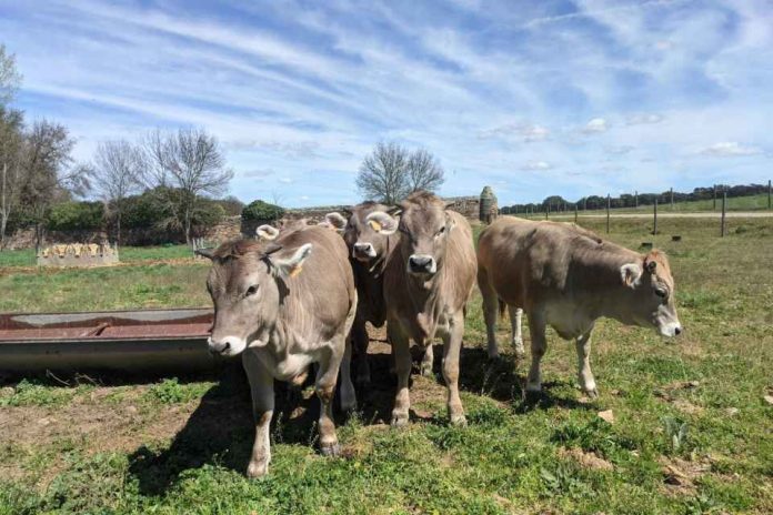 Nutrición Animal de precisión en Chile: Conoce las soluciones de Empresas Centro Sur, eficiencia y rentabilidad en ganadería Nutrición Animal de precisión en Chile: Conoce las soluciones de Empresas Centro Sur, eficiencia y rentabilidad en ganadería