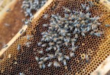 O’Higgins fortalece su apicultura para producir miel en un escenario de cambio climático O’Higgins fortalece su apicultura para producir miel en un escenario de cambio climático · Laboratorio apícola, formación especializada, asesoría en terreno y un apiario demostrativo forman parte de la estrategia impulsada por la Universidad de O’Higgins y el Gobierno Regional para proteger la salud de las colmenas y profesionalizar el rubro. La calidad de la miel no depende únicamente del momento de la cosecha y del origen de la miel. También está determinada por otras variables como la alimentación de las abejas, la disponibilidad de agua y flores, el estado sanitario de las colonias y las condiciones ambientales del territorio. Por eso, frente al cambio climático, producir miel requiere cada vez más conocimiento, prevención y capacidad para adaptar los manejos a este escenario. La conmemoración del Día Nacional de la Miel también busca incentivar su consumo y relevarla como un superalimento natural que, además de endulzar, aporta energía y contiene compuestos con capacidad antioxidante. Al mismo tiempo, invita a conocer su origen y a valorar el trabajo de los apicultores que hacen posible su producción. Con esa mirada, la Universidad de O’Higgins, con financiamiento del Gobierno Regional de O’Higgins, ejecuta el proyecto FIC “Programa de extensión e innovación para la adaptación de la apicultura al cambio climático”, una iniciativa que busca fortalecer el rubro mediante formación especializada, asesoría técnica e infraestructura de apoyo para los productores apícolas. Uno de sus principales avances es la implementación de un laboratorio apícola en el Campus Colchagua de la UOH, donde se están incorporando técnicas para analizar características de las mieles como su color, nivel de azúcares, frescura y presencia de compuestos naturales con capacidad antioxidante. Esta información permitirá conocer mejor los productos regionales y respaldar sus atributos con datos objetivos. La directora del proyecto e investigadora de la Universidad de O’Higgins, Dra. Andrea Müller, explicó que el desafío es observar la producción de miel como un proceso completo, que comienza mucho antes de que el producto llegue a ser cosechado. “El Día Nacional de la Miel nos permite valorar el producto, pero también reconocer todo el trabajo que existe detrás. Queremos invitar a las personas a preferir miel producida por apicultores de la región y, al mismo tiempo, avanzar en un mayor conocimiento de sus características y de su origen. Cuando un productor conoce mejor sus colmenas y su entorno, cuenta con más herramientas para mejorar sus decisiones y su productividad”, señaló Müller. El laboratorio se complementa con un apiario demostrativo que permite acercar a productores, estudiantes y la comunidad al manejo de las colmenas y al conocimiento de especies vegetales que pueden aportar alimento a las abejas utilizando menos agua. De la capacitación a las decisiones en terreno La formación ha sido otro de los ejes centrales del programa. A través de cursos, seminarios y actividades prácticas, la iniciativa ha abordado temáticas como sanidad, nutrición, genética, polinización, biodiversidad y apicultura natural regenerativa. Estas actividades buscan que los productores puedan relacionar lo que ocurre dentro de la colmena con factores como la disponibilidad de alimento, el clima y las prácticas agrícolas presentes en su entorno. De esta manera, la prevención y el conocimiento del territorio pasan a ser parte de las decisiones productivas. El proyecto también ha impulsado Unidades de Mejoramiento Productivo Apícola en predios de las tres provincias de O’Higgins, donde productores reciben asesoría para aplicar mejoras sanitarias, nutricionales y genéticas. A ello se suma un trabajo territorial destinado a avanzar en la identificación de las colmenas y conocer la capacidad de los distintos sectores para sostener la actividad apícola. Para el gobernador regional de O’Higgins, Pablo Silva Amaya, uno de los principales valores de esta iniciativa es que permite dejar capacidades instaladas que podrán seguir apoyando al sector más allá de la ejecución del proyecto. “No se trata solamente de financiar actividades puntuales, sino de generar herramientas que permanezcan en la región. El laboratorio, la formación y el trabajo desarrollado junto a los apicultores fortalecen una actividad que forma parte de nuestra identidad rural y que además cumple un papel fundamental en la agricultura de O’Higgins”, afirmó la autoridad regional. La importancia de este trabajo trasciende la producción de miel. Las abejas participan en la polinización de frutales, hortalizas, semillas y especies silvestres, por lo que su salud se relaciona directamente con la producción de alimentos y con la conservación de los ecosistemas. En una región con una fuerte vocación agrícola, fortalecer la apicultura también significa prepararse para condiciones ambientales cada vez más exigentes. En este Día Nacional de la Miel, la experiencia desarrollada en O’Higgins invita a reconocer no solo el valor del producto, sino también el conocimiento, el cuidado de las colmenas y el trabajo de los productores que hacen posible su elaboración.
