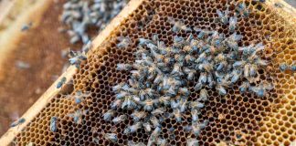 O’Higgins fortalece su apicultura para producir miel en un escenario de cambio climático O’Higgins fortalece su apicultura para producir miel en un escenario de cambio climático · Laboratorio apícola, formación especializada, asesoría en terreno y un apiario demostrativo forman parte de la estrategia impulsada por la Universidad de O’Higgins y el Gobierno Regional para proteger la salud de las colmenas y profesionalizar el rubro. La calidad de la miel no depende únicamente del momento de la cosecha y del origen de la miel. También está determinada por otras variables como la alimentación de las abejas, la disponibilidad de agua y flores, el estado sanitario de las colonias y las condiciones ambientales del territorio. Por eso, frente al cambio climático, producir miel requiere cada vez más conocimiento, prevención y capacidad para adaptar los manejos a este escenario. La conmemoración del Día Nacional de la Miel también busca incentivar su consumo y relevarla como un superalimento natural que, además de endulzar, aporta energía y contiene compuestos con capacidad antioxidante. Al mismo tiempo, invita a conocer su origen y a valorar el trabajo de los apicultores que hacen posible su producción. Con esa mirada, la Universidad de O’Higgins, con financiamiento del Gobierno Regional de O’Higgins, ejecuta el proyecto FIC “Programa de extensión e innovación para la adaptación de la apicultura al cambio climático”, una iniciativa que busca fortalecer el rubro mediante formación especializada, asesoría técnica e infraestructura de apoyo para los productores apícolas. Uno de sus principales avances es la implementación de un laboratorio apícola en el Campus Colchagua de la UOH, donde se están incorporando técnicas para analizar características de las mieles como su color, nivel de azúcares, frescura y presencia de compuestos naturales con capacidad antioxidante. Esta información permitirá conocer mejor los productos regionales y respaldar sus atributos con datos objetivos. La directora del proyecto e investigadora de la Universidad de O’Higgins, Dra. Andrea Müller, explicó que el desafío es observar la producción de miel como un proceso completo, que comienza mucho antes de que el producto llegue a ser cosechado. “El Día Nacional de la Miel nos permite valorar el producto, pero también reconocer todo el trabajo que existe detrás. Queremos invitar a las personas a preferir miel producida por apicultores de la región y, al mismo tiempo, avanzar en un mayor conocimiento de sus características y de su origen. Cuando un productor conoce mejor sus colmenas y su entorno, cuenta con más herramientas para mejorar sus decisiones y su productividad”, señaló Müller. El laboratorio se complementa con un apiario demostrativo que permite acercar a productores, estudiantes y la comunidad al manejo de las colmenas y al conocimiento de especies vegetales que pueden aportar alimento a las abejas utilizando menos agua. De la capacitación a las decisiones en terreno La formación ha sido otro de los ejes centrales del programa. A través de cursos, seminarios y actividades prácticas, la iniciativa ha abordado temáticas como sanidad, nutrición, genética, polinización, biodiversidad y apicultura natural regenerativa. Estas actividades buscan que los productores puedan relacionar lo que ocurre dentro de la colmena con factores como la disponibilidad de alimento, el clima y las prácticas agrícolas presentes en su entorno. De esta manera, la prevención y el conocimiento del territorio pasan a ser parte de las decisiones productivas. El proyecto también ha impulsado Unidades de Mejoramiento Productivo Apícola en predios de las tres provincias de O’Higgins, donde productores reciben asesoría para aplicar mejoras sanitarias, nutricionales y genéticas. A ello se suma un trabajo territorial destinado a avanzar en la identificación de las colmenas y conocer la capacidad de los distintos sectores para sostener la actividad apícola. Para el gobernador regional de O’Higgins, Pablo Silva Amaya, uno de los principales valores de esta iniciativa es que permite dejar capacidades instaladas que podrán seguir apoyando al sector más allá de la ejecución del proyecto. “No se trata solamente de financiar actividades puntuales, sino de generar herramientas que permanezcan en la región. El laboratorio, la formación y el trabajo desarrollado junto a los apicultores fortalecen una actividad que forma parte de nuestra identidad rural y que además cumple un papel fundamental en la agricultura de O’Higgins”, afirmó la autoridad regional. La importancia de este trabajo trasciende la producción de miel. Las abejas participan en la polinización de frutales, hortalizas, semillas y especies silvestres, por lo que su salud se relaciona directamente con la producción de alimentos y con la conservación de los ecosistemas. En una región con una fuerte vocación agrícola, fortalecer la apicultura también significa prepararse para condiciones ambientales cada vez más exigentes. En este Día Nacional de la Miel, la experiencia desarrollada en O’Higgins invita a reconocer no solo el valor del producto, sino también el conocimiento, el cuidado de las colmenas y el trabajo de los productores que hacen posible su elaboración.