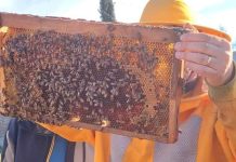 PTI Maule Apícola reúne a productores en jornada de capacitación sobre polinización, tecnología e innovación