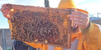 PTI Maule Apícola reúne a productores en jornada de capacitación sobre polinización, tecnología e innovación PTI Maule Apícola reúne a productores en jornada de capacitación sobre polinización, tecnología e innovación