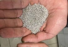Peletizado: un abrigo de bacterias benéficas para que la alfalfa sobreviva en verano Peletizado: un abrigo de bacterias benéficas para que la alfalfa sobreviva en verano
