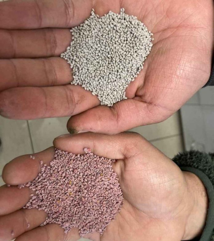 Peletizado un abrigo de bacterias benéficas para que la alfalfa sobreviva en verano Peletizado: un abrigo de bacterias benéficas para que la alfalfa sobreviva en verano