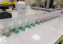Peletizado: un abrigo de bacterias nativas para convertir el secano en una tierra fértil Peletizado: un abrigo de bacterias nativas para convertir el secano en una tierra fértil