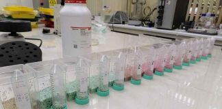 Peletizado: un abrigo de bacterias nativas para convertir el secano en una tierra fértil