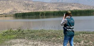 Por 30 años más renuevan la prohibición de caza y captura de fauna silvestre en la cuenca de la laguna Batuco