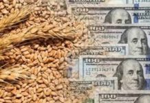 Precio del Trigo alcanza máximo de dos años en mercados globales: Los factores detrás del alza y el impacto para la industria molinera y agrícola en Chile