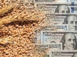 Precio del Trigo alcanza máximo de dos años en mercados globales: Los factores detrás del alza y el impacto para la industria molinera y agrícola en Chile