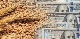 Precio del Trigo alcanza máximo de dos años en mercados globales: Los factores detrás del alza y el impacto para la industria molinera y agrícola en Chile Precio del Trigo alcanza máximo de dos años en mercados globales: Los factores detrás del alza y el impacto para la industria molinera y agrícola en Chile