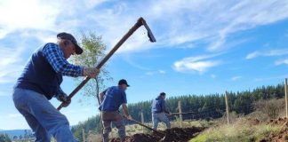 Programa de Recuperación de Suelos del SAG beneficiará 273 hectáreas en Ñuble 