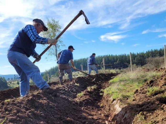 Programa de Recuperación de Suelos del SAG beneficiará 273 hectáreas en Ñuble Programa de Recuperación de Suelos del SAG beneficiará 273 hectáreas en Ñuble