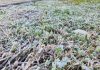 Pronostican temperaturas de hasta -1 °C y posibilidad de aguanieve en Santiago: el agro de la Región Metropolitana se prepara para un fin de semana frío Pronostican temperaturas de hasta -1 °C y posibilidad de aguanieve en Santiago: el agro de la Región Metropolitana se prepara para un fin de semana frío