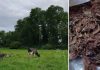Proyecto FIA-UST estudia el uso de algas en la alimentación bovina para reducir emisiones de metano