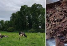Proyecto FIA-UST estudia el uso de algas en la alimentación bovina para reducir emisiones de metano