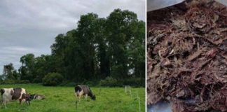 Proyecto FIA-UST estudia el uso de algas en la alimentación bovina para reducir emisiones de metano Proyecto FIA-UST estudia el uso de algas en la alimentación bovina para reducir emisiones de metano