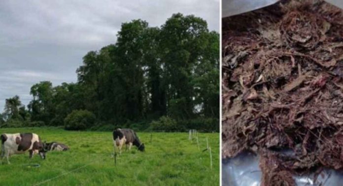 Proyecto FIA-UST estudia el uso de algas en la alimentación bovina para reducir emisiones de metano