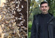 Reportaje | Académico UACh advierte que si se extiende el invierno se generará un impacto negativo en la apicultura Reportaje | Académico UACh advierte que si se extiende el invierno se generará un impacto negativo en la apicultura