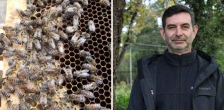 Reportaje | Académico UACh advierte que si se extiende el invierno se generará un impacto negativo en la apicultura Reportaje | Académico UACh advierte que si se extiende el invierno se generará un impacto negativo en la apicultura