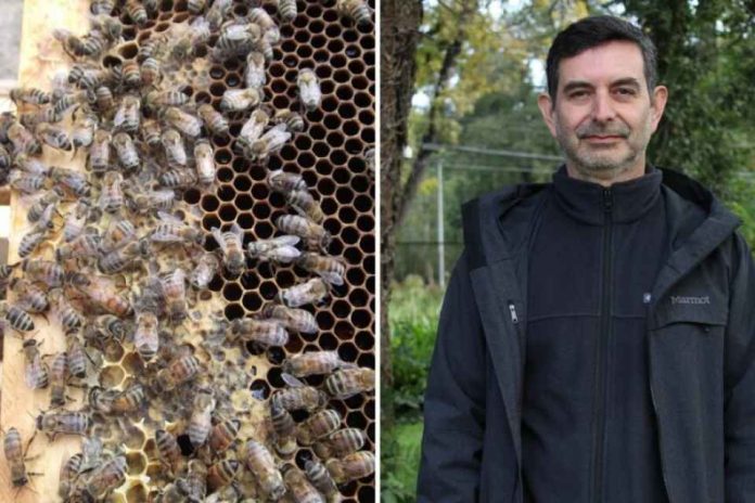 Reportaje Académico UACh advierte que si se extiende el invierno se generará un impacto negativo en la apicultura Reportaje | Académico UACh advierte que si se extiende el invierno se generará un impacto negativo en la apicultura