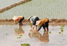 Reportaje | Bangladesh: Cultivaron arroz que crece con agua salada y abrió nuevas posibilidades para zonas costeras Reportaje | Bangladesh: Cultivaron arroz que crece con agua salada y abrió nuevas posibilidades para zonas costeras