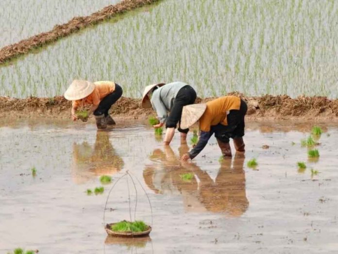 Reportaje Bangladesh Cultivaron arroz que crece con agua salada y abrió nuevas posibilidades para zonas costeras Reportaje | Bangladesh: Cultivaron arroz que crece con agua salada y abrió nuevas posibilidades para zonas costeras