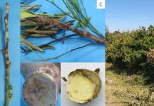 Reportaje | Botryosphaeriaceae: una amenaza emergente para la productividad y longevidad de los huertos de cítricos
