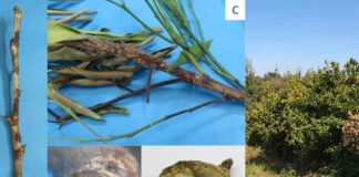 Reportaje | Botryosphaeriaceae: una amenaza emergente para la productividad y longevidad de los huertos de cítricos