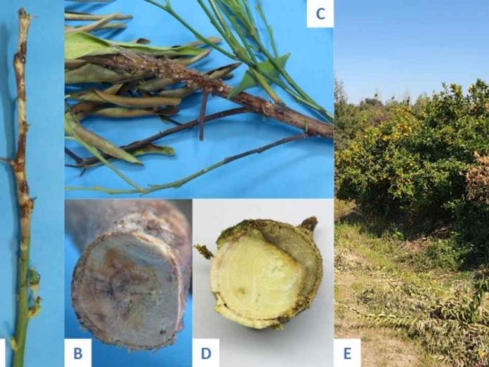 Reportaje Botryosphaeriaceae una amenaza emergente para la productividad y longevidad de los huertos de cítricos Reportaje | Botryosphaeriaceae: una amenaza emergente para la productividad y longevidad de los huertos de cítricos