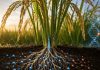 Reportaje | Nuevo avance científico reduce en casi 50% metal pesado presente en el arroz Reportaje | Nuevo avance científico reduce en casi 50% metal pesado presente en el arroz