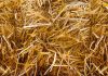 Residuos agrícolas e incluso plantas invasoras podrían transformarse en pellet para calefacción Residuos agrícolas e incluso plantas invasoras podrían transformarse en pellet para calefacción