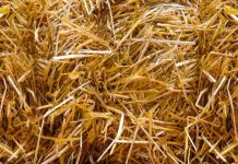 Residuos agrícolas e incluso plantas invasoras podrían transformarse en pellet para calefacción Residuos agrícolas e incluso plantas invasoras podrían transformarse en pellet para calefacción