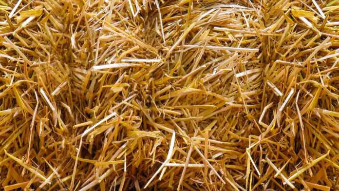 Residuos agrícolas e incluso plantas invasoras podrían transformarse en pellet para calefacción Residuos agrícolas e incluso plantas invasoras podrían transformarse en pellet para calefacción