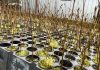 Roble x Raulí: el proyecto FIA que busca abrir nuevas alternativas para la industria forestal en Chile Roble x Raulí: el proyecto FIA que busca abrir nuevas alternativas para la industria forestal en Chile