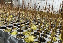 Roble x Raulí: el proyecto FIA que busca abrir nuevas alternativas para la industria forestal en Chile Roble x Raulí: el proyecto FIA que busca abrir nuevas alternativas para la industria forestal en Chile