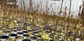 Roble x Raulí: el proyecto FIA que busca abrir nuevas alternativas para la industria forestal en Chile Roble x Raulí: el proyecto FIA que busca abrir nuevas alternativas para la industria forestal en Chile