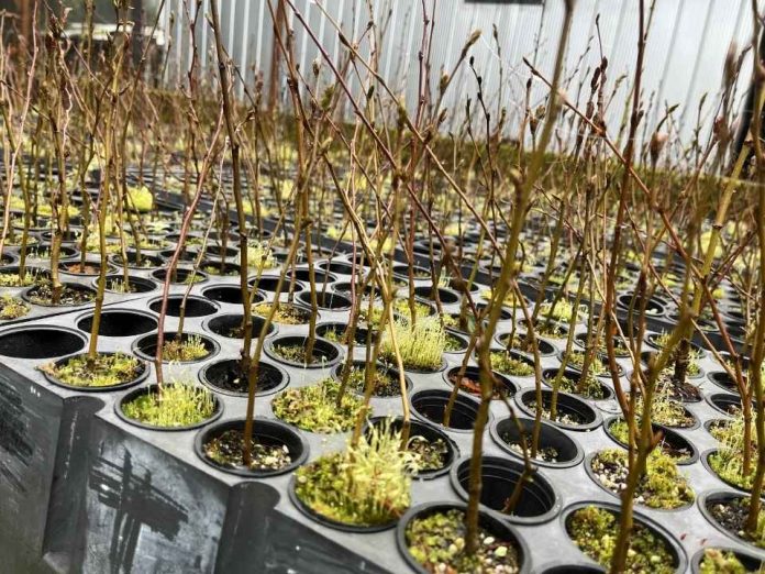 Roble x Raulí el proyecto FIA que busca abrir nuevas alternativas para la industria forestal en Chile Roble x Raulí: el proyecto FIA que busca abrir nuevas alternativas para la industria forestal en Chile