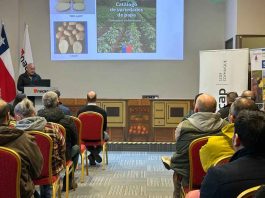 SAG Aysén e INACAP realizaron seminario regional «La Papa: del Campo a la Mesa» SAG Aysén e INACAP realizaron seminario regional "La Papa: del Campo a la Mesa"