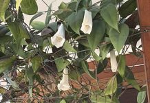 SAG Biobío fiscaliza vivero de copihues SAG Biobío fiscaliza vivero de copihues