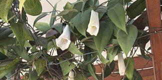 SAG Biobío fiscaliza vivero de copihues SAG Biobío fiscaliza vivero de copihues