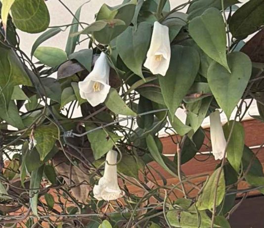 SAG Biobío fiscaliza vivero de copihues SAG Biobío fiscaliza vivero de copihues