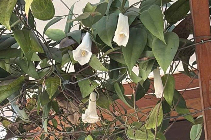SAG Biobío fiscaliza vivero de copihues