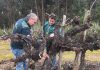 SAG Biobío inicia entrega de emisores de confusión sexual predial a productores/as de vid y arándanos SAG Biobío inicia entrega de emisores de confusión sexual predial a productores/as de vid y arándanos