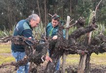 SAG Biobío inicia entrega de emisores de confusión sexual predial a productores/as de vid y arándanos SAG Biobío inicia entrega de emisores de confusión sexual predial a productores/as de vid y arándanos