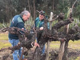 SAG Biobío inicia entrega de emisores de confusión sexual predial a productores/as de vid y arándanos SAG Biobío inicia entrega de emisores de confusión sexual predial a productores/as de vid y arándanos