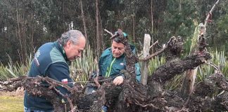 SAG Biobío inicia entrega de emisores de confusión sexual predial a productores/as de vid y arándanos SAG Biobío inicia entrega de emisores de confusión sexual predial a productores/as de vid y arándanos