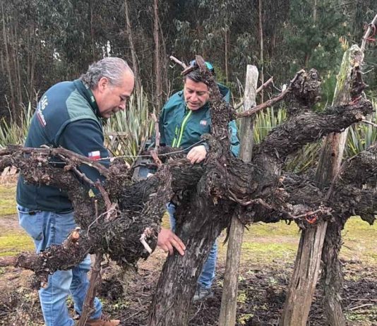 SAG Biobío inicia entrega de emisores de confusión sexual predial a productores/as de vid y arándanos SAG Biobío inicia entrega de emisores de confusión sexual predial a productores/as de vid y arándanos