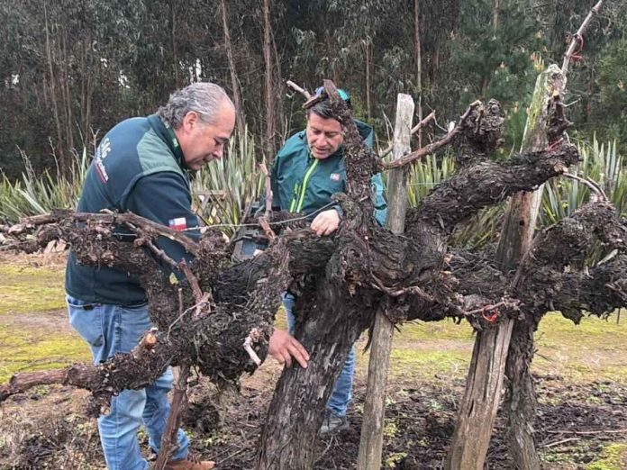SAG Biobío inicia entrega de emisores de confusión sexual predial a productoresas de vid y arándanos SAG Biobío inicia entrega de emisores de confusión sexual predial a productores/as de vid y arándanos